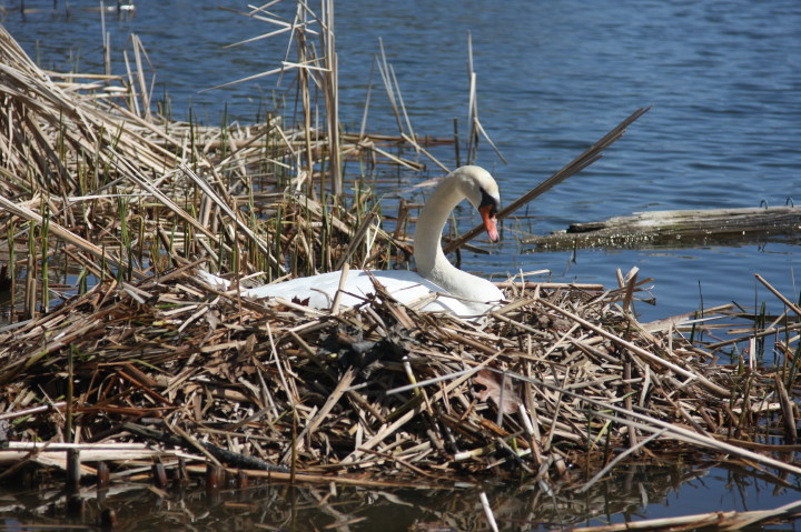 Swans on Irondequoit Bay | Fri, 13 Apr 2012 11:21:37 AM Swans on Irondequoit Bay | Fri, 13 Apr 2012 11:21:37 AM
