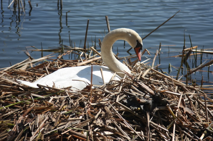 Swans on Irondequoit Bay | Fri, 13 Apr 2012 11:21:51 AM Swans on Irondequoit Bay | Fri, 13 Apr 2012 11:21:51 AM
