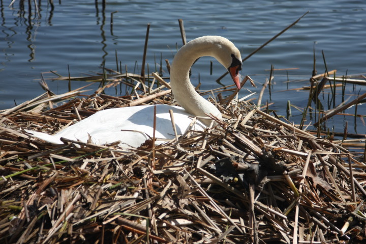 Swans on Irondequoit Bay | Fri, 13 Apr 2012 11:21:51 AM Swans on Irondequoit Bay | Fri, 13 Apr 2012 11:21:51 AM