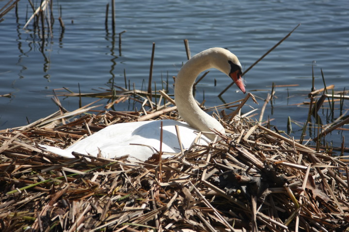 Swans on Irondequoit Bay | Fri, 13 Apr 2012 11:21:53 AM Swans on Irondequoit Bay | Fri, 13 Apr 2012 11:21:53 AM