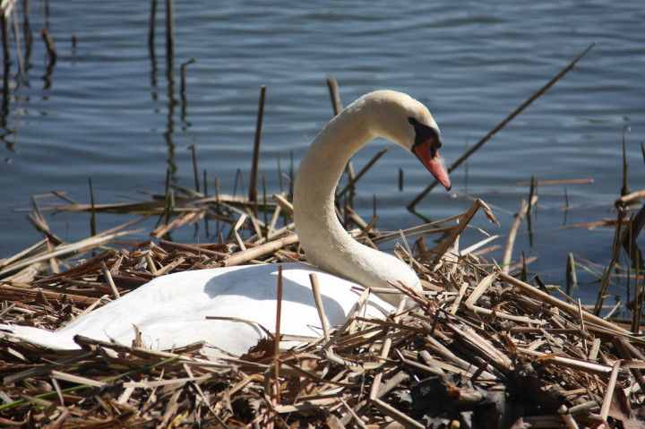 Swans on Irondequoit Bay | Fri, 13 Apr 2012 11:21:56 AM Swans on Irondequoit Bay | Fri, 13 Apr 2012 11:21:56 AM