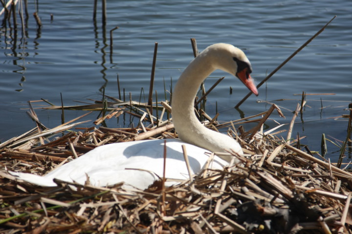 Swans on Irondequoit Bay | Fri, 13 Apr 2012 11:21:57 AM Swans on Irondequoit Bay | Fri, 13 Apr 2012 11:21:57 AM