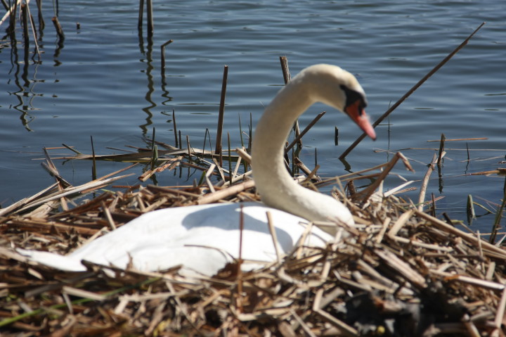 Swans on Irondequoit Bay | Fri, 13 Apr 2012 11:21:57 AM Swans on Irondequoit Bay | Fri, 13 Apr 2012 11:21:57 AM