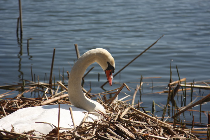 Swans on Irondequoit Bay | Fri, 13 Apr 2012 11:22:04 AM Swans on Irondequoit Bay | Fri, 13 Apr 2012 11:22:04 AM