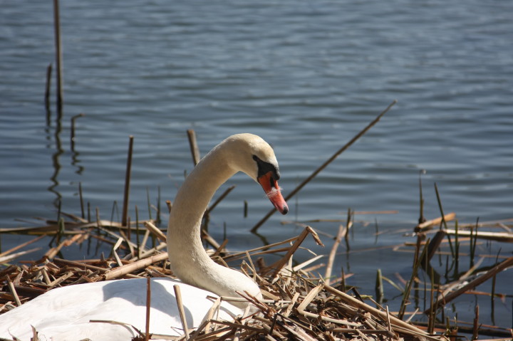 Swans on Irondequoit Bay | Fri, 13 Apr 2012 11:22:05 AM Swans on Irondequoit Bay | Fri, 13 Apr 2012 11:22:05 AM