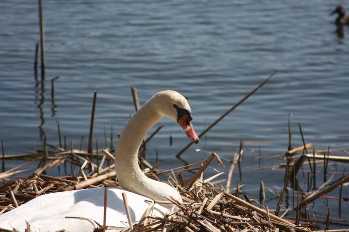Swans on Irondequoit Bay | Fri, 13 Apr 2012 11:22:07 AM Swans on Irondequoit Bay | Fri, 13 Apr 2012 11:22:07 AM
