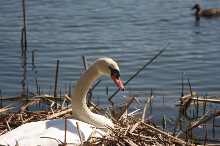 Swans on Irondequoit Bay | Fri, 13 Apr 2012 11:22:07 AM Swans on Irondequoit Bay | Fri, 13 Apr 2012 11:22:07 AM