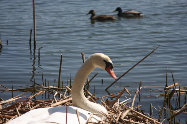 Swans on Irondequoit Bay | Fri, 13 Apr 2012 11:22:09 AM Swans on Irondequoit Bay | Fri, 13 Apr 2012 11:22:09 AM