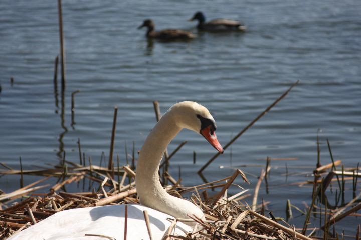 Swans on Irondequoit Bay | Fri, 13 Apr 2012 11:22:10 AM Swans on Irondequoit Bay | Fri, 13 Apr 2012 11:22:10 AM