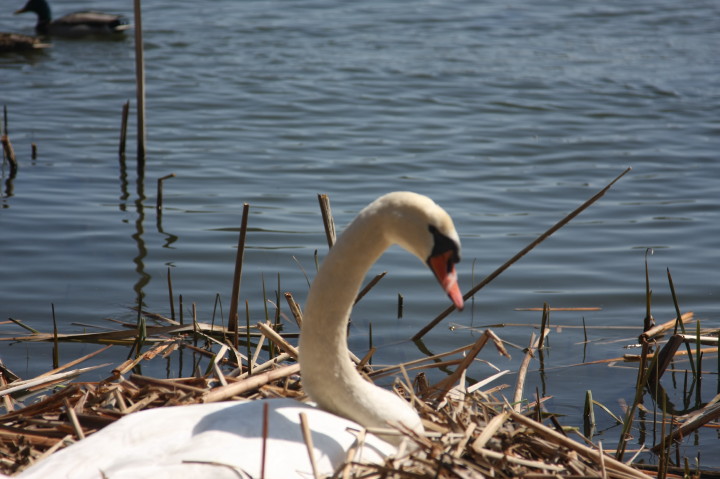 Swans on Irondequoit Bay | Fri, 13 Apr 2012 11:22:12 AM Swans on Irondequoit Bay | Fri, 13 Apr 2012 11:22:12 AM