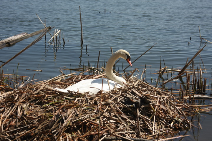Swans on Irondequoit Bay | Fri, 13 Apr 2012 11:22:17 AM Swans on Irondequoit Bay | Fri, 13 Apr 2012 11:22:17 AM