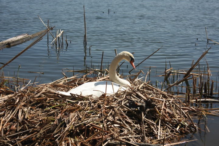 Swans on Irondequoit Bay | Fri, 13 Apr 2012 11:22:17 AM Swans on Irondequoit Bay | Fri, 13 Apr 2012 11:22:17 AM