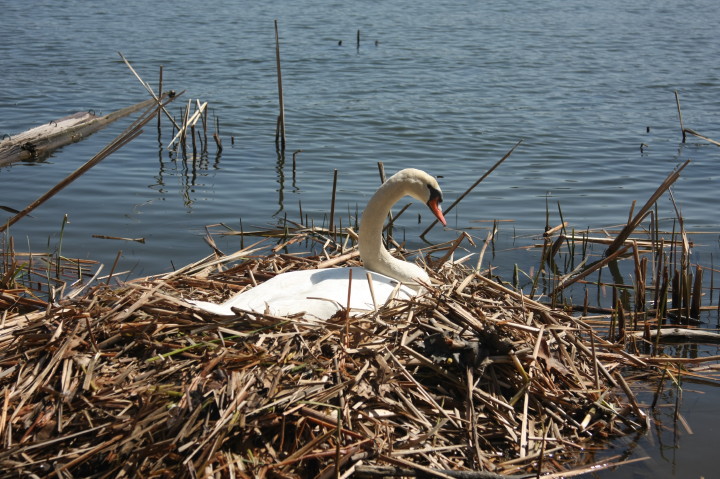 Swans on Irondequoit Bay | Fri, 13 Apr 2012 11:22:17 AM Swans on Irondequoit Bay | Fri, 13 Apr 2012 11:22:17 AM