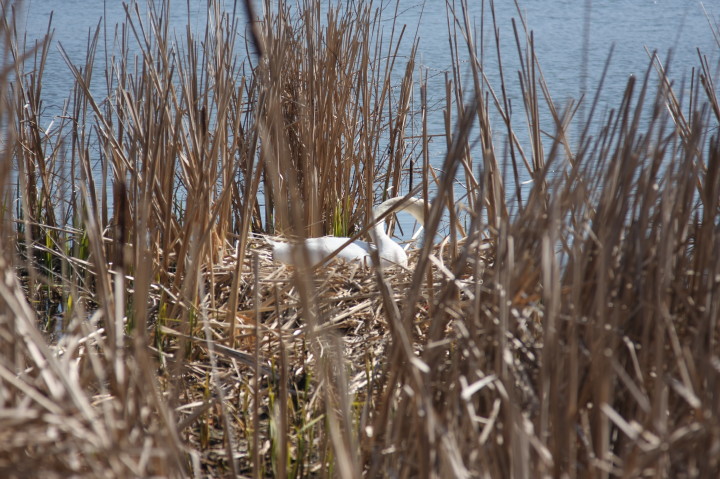 Swans on Irondequoit Bay | Fri, 13 Apr 2012 11:24:30 AM Swans on Irondequoit Bay | Fri, 13 Apr 2012 11:24:30 AM
