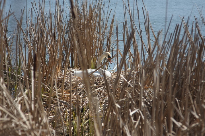 Swans on Irondequoit Bay | Fri, 13 Apr 2012 11:24:32 AM Swans on Irondequoit Bay | Fri, 13 Apr 2012 11:24:32 AM