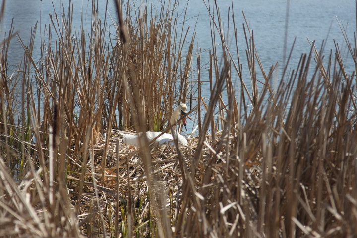 Swans on Irondequoit Bay | Fri, 13 Apr 2012 11:24:34 AM Swans on Irondequoit Bay | Fri, 13 Apr 2012 11:24:34 AM