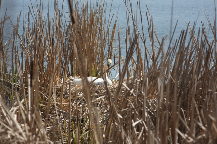 Swans on Irondequoit Bay | Fri, 13 Apr 2012 11:24:34 AM Swans on Irondequoit Bay | Fri, 13 Apr 2012 11:24:34 AM