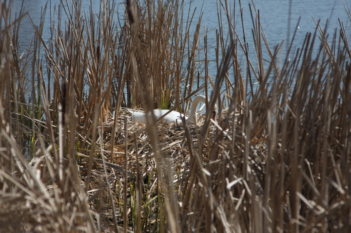 Swans on Irondequoit Bay | Fri, 13 Apr 2012 11:24:39 AM Swans on Irondequoit Bay | Fri, 13 Apr 2012 11:24:39 AM