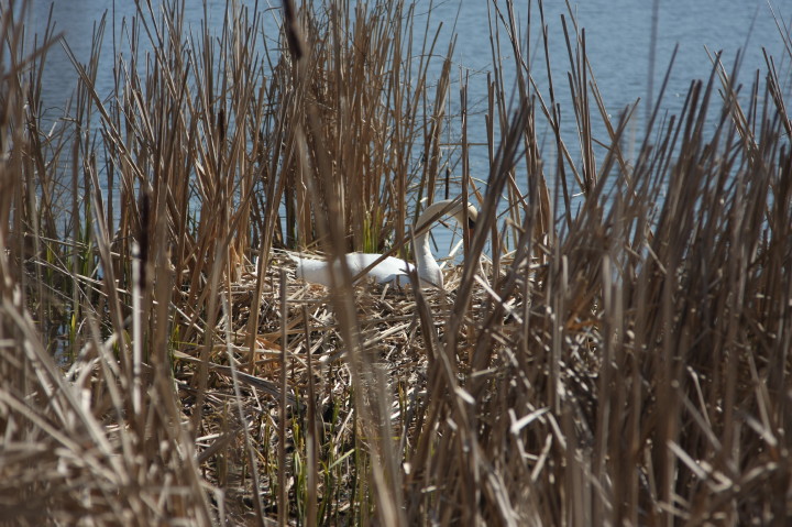 Swans on Irondequoit Bay | Fri, 13 Apr 2012 11:24:40 AM Swans on Irondequoit Bay | Fri, 13 Apr 2012 11:24:40 AM