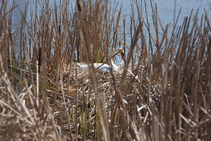 Swans on Irondequoit Bay | Fri, 13 Apr 2012 11:24:43 AM Swans on Irondequoit Bay | Fri, 13 Apr 2012 11:24:43 AM