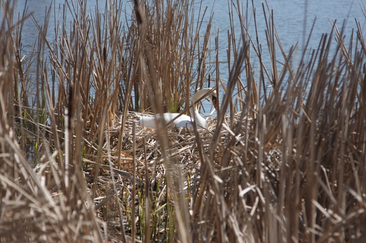 Swans on Irondequoit Bay | Fri, 13 Apr 2012 11:24:43 AM Swans on Irondequoit Bay | Fri, 13 Apr 2012 11:24:43 AM