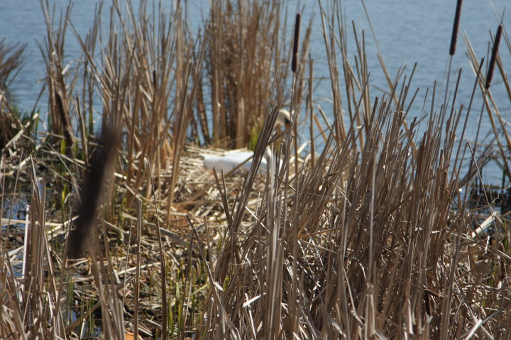 Swans on Irondequoit Bay | Fri, 13 Apr 2012 11:25:16 AM Swans on Irondequoit Bay | Fri, 13 Apr 2012 11:25:16 AM