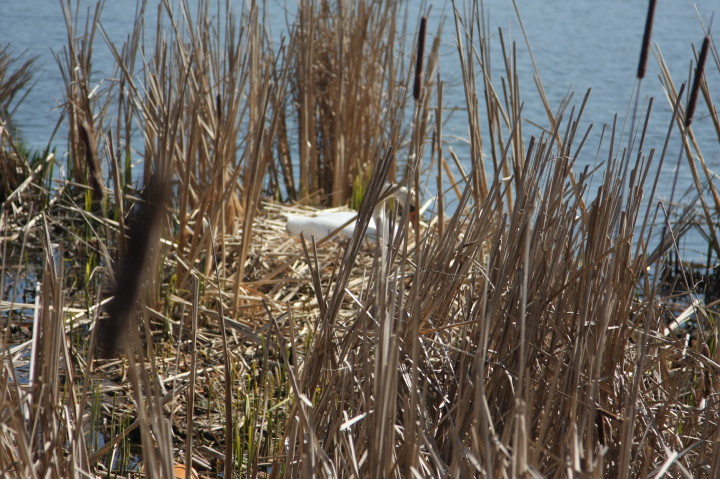 Swans on Irondequoit Bay | Fri, 13 Apr 2012 11:25:17 AM Swans on Irondequoit Bay | Fri, 13 Apr 2012 11:25:17 AM