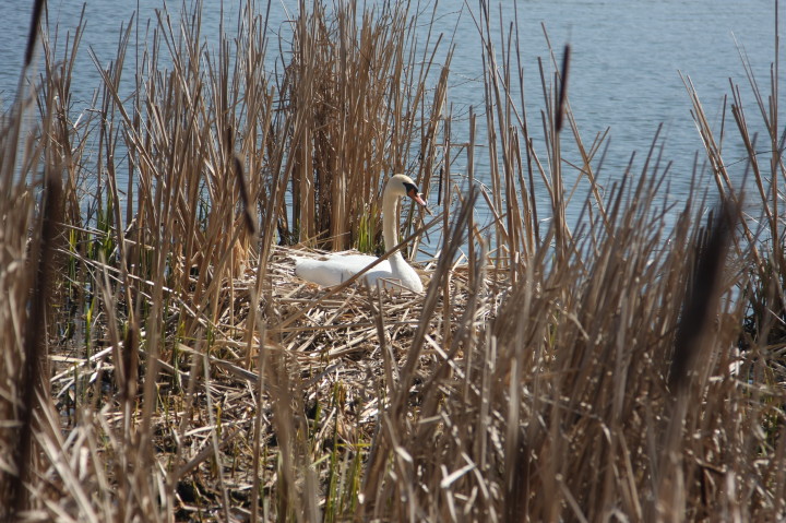 Swans on Irondequoit Bay | Fri, 13 Apr 2012 11:25:43 AM Swans on Irondequoit Bay | Fri, 13 Apr 2012 11:25:43 AM
