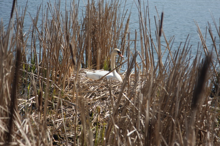 Swans on Irondequoit Bay | Fri, 13 Apr 2012 11:25:43 AM Swans on Irondequoit Bay | Fri, 13 Apr 2012 11:25:43 AM