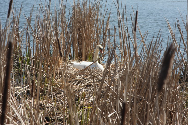 Swans on Irondequoit Bay | Fri, 13 Apr 2012 11:25:54 AM Swans on Irondequoit Bay | Fri, 13 Apr 2012 11:25:54 AM