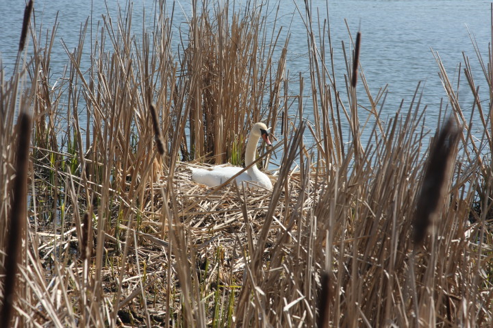 Swans on Irondequoit Bay | Fri, 13 Apr 2012 11:25:54 AM Swans on Irondequoit Bay | Fri, 13 Apr 2012 11:25:54 AM