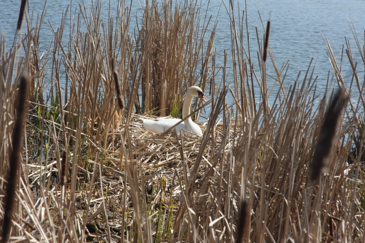 Swans on Irondequoit Bay | Fri, 13 Apr 2012 11:25:56 AM Swans on Irondequoit Bay | Fri, 13 Apr 2012 11:25:56 AM