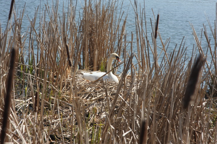 Swans on Irondequoit Bay | Fri, 13 Apr 2012 11:25:56 AM Swans on Irondequoit Bay | Fri, 13 Apr 2012 11:25:56 AM