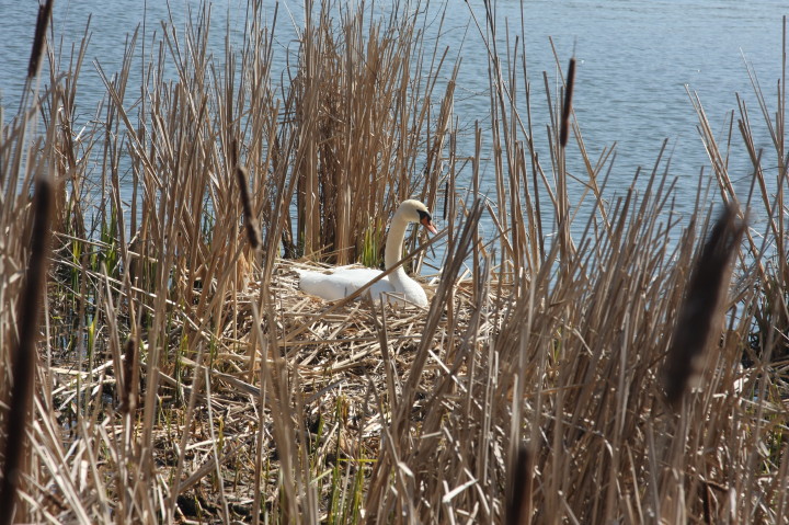 Swans on Irondequoit Bay | Fri, 13 Apr 2012 11:25:57 AM Swans on Irondequoit Bay | Fri, 13 Apr 2012 11:25:57 AM