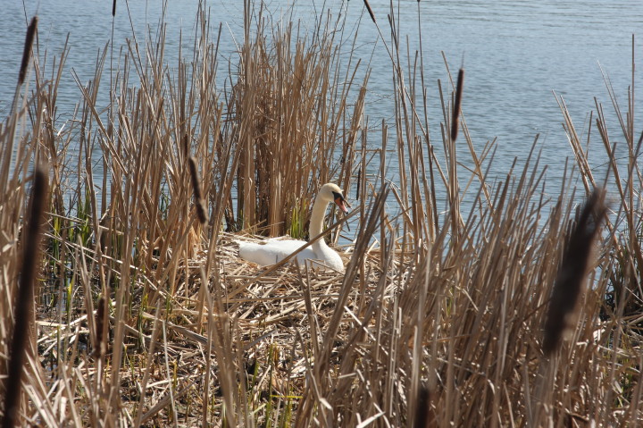Swans on Irondequoit Bay | Fri, 13 Apr 2012 11:25:58 AM Swans on Irondequoit Bay | Fri, 13 Apr 2012 11:25:58 AM