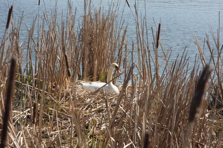 Swans on Irondequoit Bay | Fri, 13 Apr 2012 11:25:58 AM Swans on Irondequoit Bay | Fri, 13 Apr 2012 11:25:58 AM