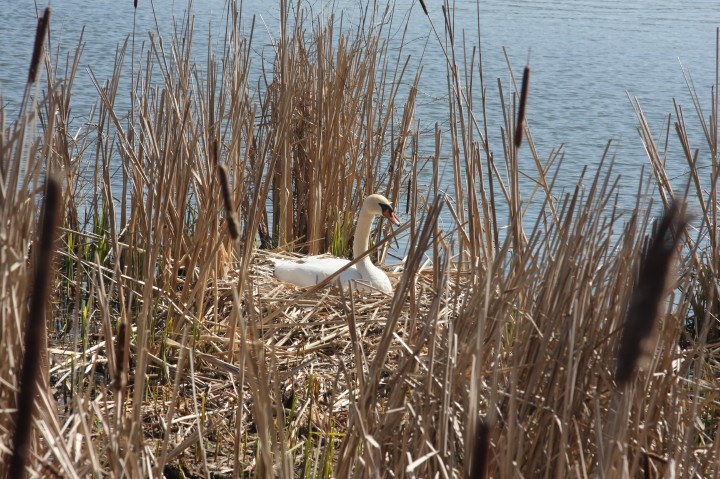 Swans on Irondequoit Bay | Fri, 13 Apr 2012 11:26:00 AM Swans on Irondequoit Bay | Fri, 13 Apr 2012 11:26:00 AM