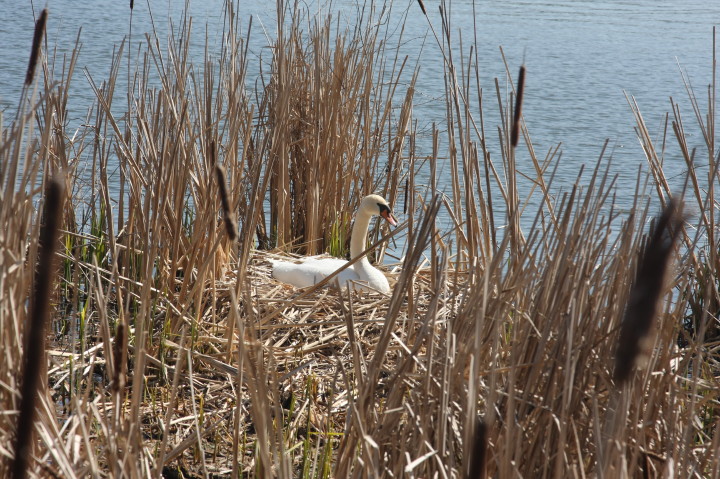 Swans on Irondequoit Bay | Fri, 13 Apr 2012 11:26:00 AM Swans on Irondequoit Bay | Fri, 13 Apr 2012 11:26:00 AM