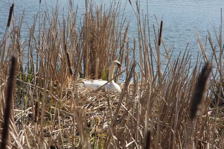 Swans on Irondequoit Bay | Fri, 13 Apr 2012 11:26:01 AM Swans on Irondequoit Bay | Fri, 13 Apr 2012 11:26:01 AM