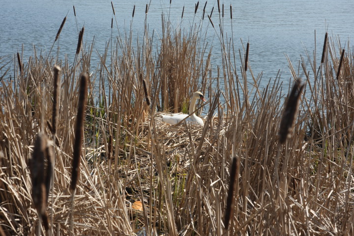 Swans on Irondequoit Bay | Fri, 13 Apr 2012 11:26:13 AM Swans on Irondequoit Bay | Fri, 13 Apr 2012 11:26:13 AM