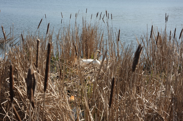 Swans on Irondequoit Bay | Fri, 13 Apr 2012 11:26:15 AM Swans on Irondequoit Bay | Fri, 13 Apr 2012 11:26:15 AM