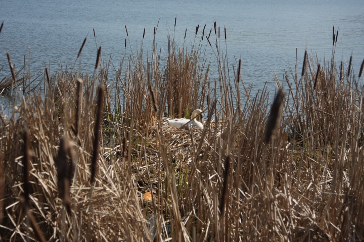 Swans on Irondequoit Bay | Fri, 13 Apr 2012 11:26:23 AM Swans on Irondequoit Bay | Fri, 13 Apr 2012 11:26:23 AM