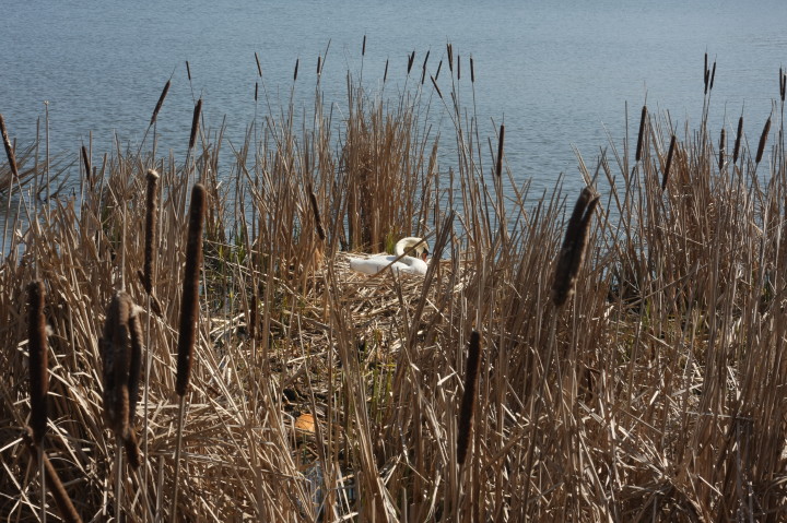 Swans on Irondequoit Bay | Fri, 13 Apr 2012 11:26:35 AM Swans on Irondequoit Bay | Fri, 13 Apr 2012 11:26:35 AM