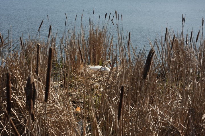 Swans on Irondequoit Bay | Fri, 13 Apr 2012 11:26:36 AM Swans on Irondequoit Bay | Fri, 13 Apr 2012 11:26:36 AM