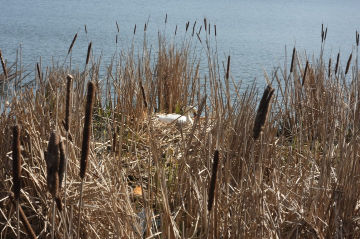 Swans on Irondequoit Bay | Fri, 13 Apr 2012 11:26:42 AM Swans on Irondequoit Bay | Fri, 13 Apr 2012 11:26:42 AM