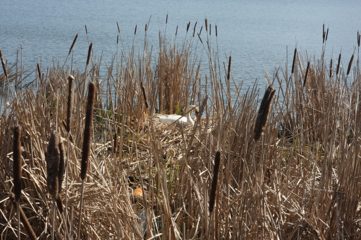 Swans on Irondequoit Bay | Fri, 13 Apr 2012 11:26:42 AM Swans on Irondequoit Bay | Fri, 13 Apr 2012 11:26:42 AM