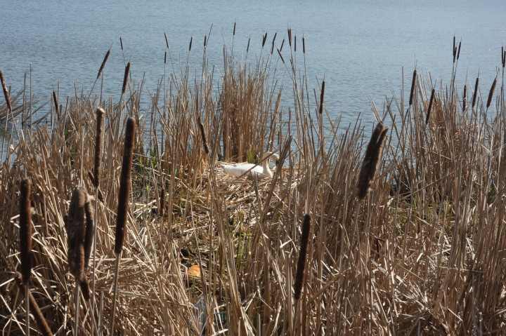 Swans on Irondequoit Bay | Fri, 13 Apr 2012 11:26:43 AM Swans on Irondequoit Bay | Fri, 13 Apr 2012 11:26:43 AM