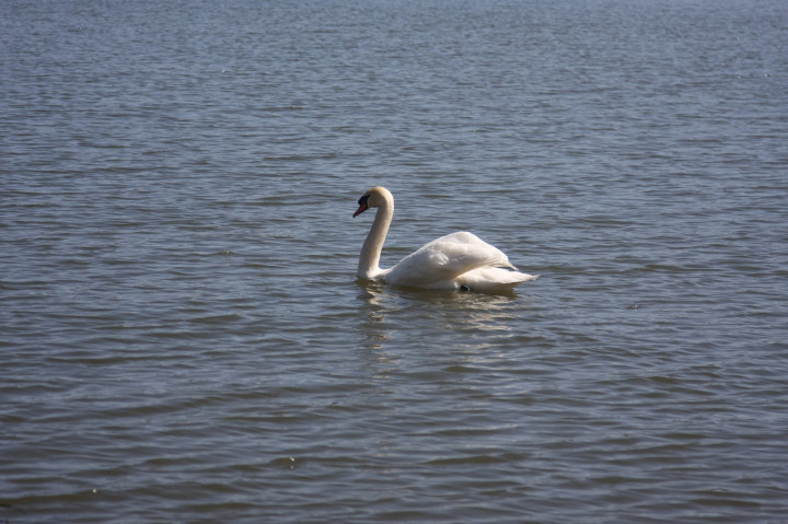 Swans on Irondequoit Bay | Fri, 13 Apr 2012 11:28:33 AM Swans on Irondequoit Bay | Fri, 13 Apr 2012 11:28:33 AM