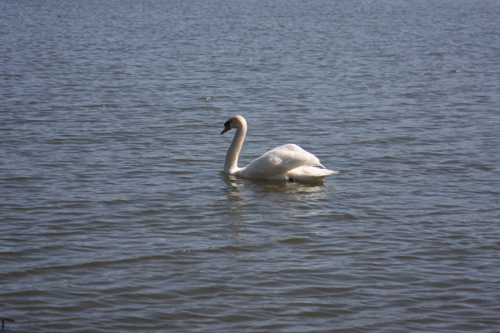 Swans on Irondequoit Bay | Fri, 13 Apr 2012 11:28:33 AM Swans on Irondequoit Bay | Fri, 13 Apr 2012 11:28:33 AM