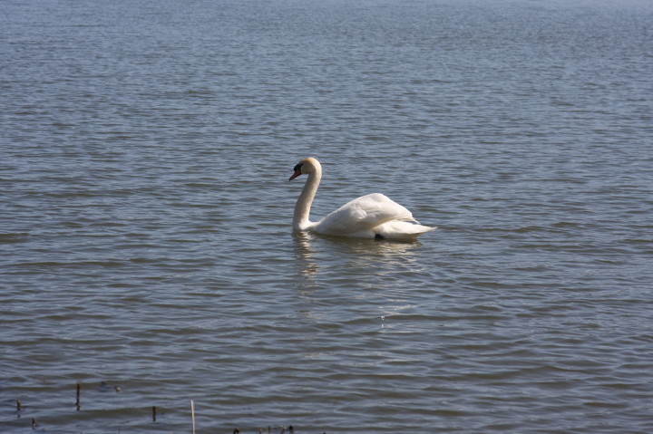 Swans on Irondequoit Bay | Fri, 13 Apr 2012 11:28:40 AM Swans on Irondequoit Bay | Fri, 13 Apr 2012 11:28:40 AM